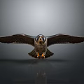 Majestic Falcon With Spread Wings Sharp Eyes Talons And Reflection On Dark Background