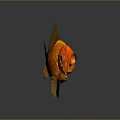 Orange Goldfish with Yellow Fins and Tail on Gray Background Showing Clear Reflection