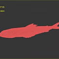 Red and Brown Spotted Fish With Fins Tail and Reflection on Gray Background