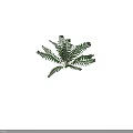 Vibrant Fern Plant With Lush Green Fronds Growing In Dark Background And Height Scale