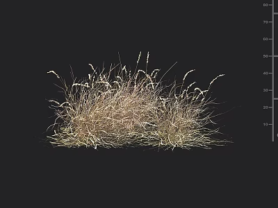 Ornamental Grass Clump With Light Brown Green Foliage And 60 cm Height 3d model