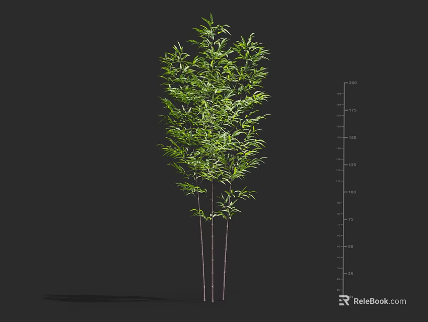 Tall Arbor With Green Leaves Multiple Trunks And Height Measurement Ruler 3d model 