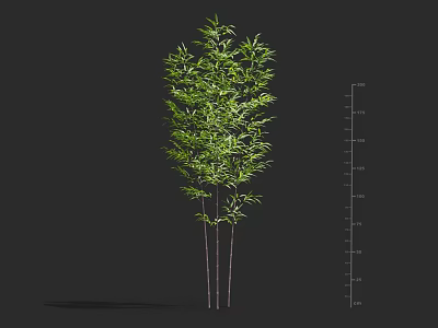 Tall Arbor With Green Leaves Multiple Trunks And Height Measurement Ruler 3d model