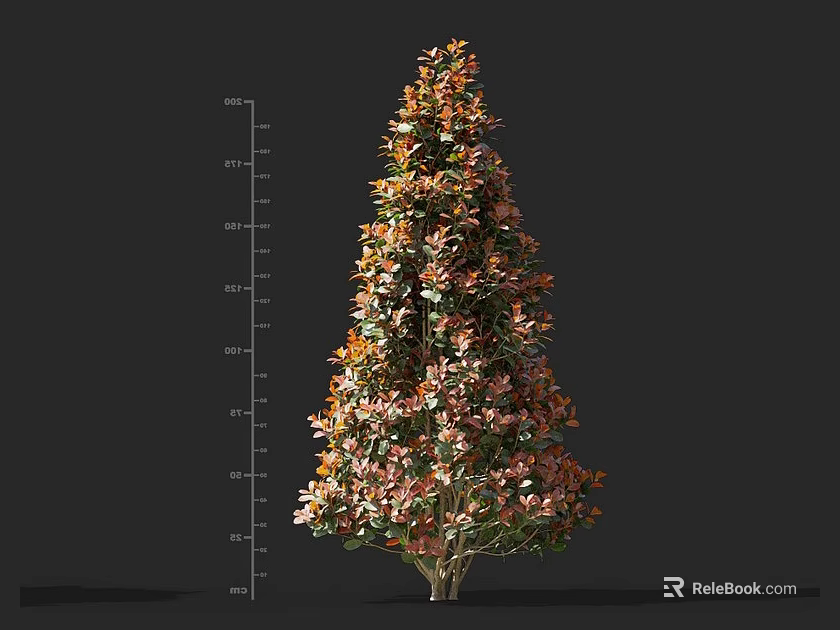 Tall Shrub With Orange Red And Green Leaves Upright Shape Measured Height 3d model 