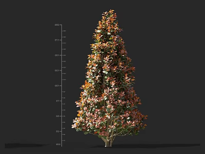 Tall Shrub With Orange Red And Green Leaves Upright Shape Measured Height 3d model