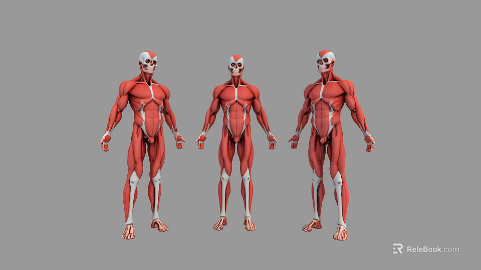 Muscular System Human Anatomical Models Showing Three Front Side Back Views 3d model