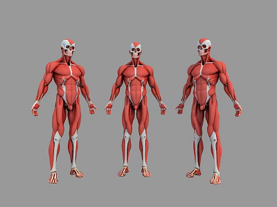 Muscular System Human Anatomical Models Showing Three Front Side Back Views 3d model