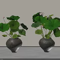 Aquarium Fish Tank Setup With Ceramic Pots Green Lotus Leaves And Pink Lotus Flowers