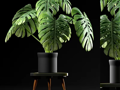 Monstera Potted Plant with Large Green Leaves in Black Pot on Small Wooden Table 3d model