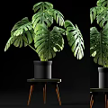 Monstera Potted Plant with Large Green Leaves in Black Pot on Small Wooden Table