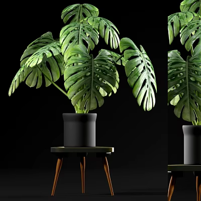 Monstera Potted Plant with Large Green Leaves in Black Pot on Small Wooden Table 3d model