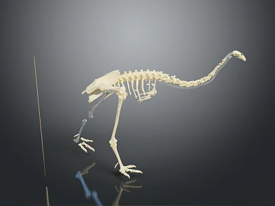 White Animal Skeleton With Long Tail And Clawed Feet On Black Background 3d model