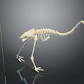 White Animal Skeleton With Long Tail And Clawed Feet On Black Background