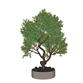 Bonsai Tree With Twisted Trunk Lush Green Foliage And Decorative Black Stones