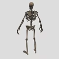 Organ System Human Skeleton Model With Anatomical Structure Educational