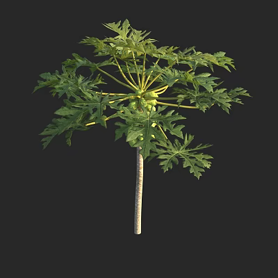 Lush Green Arbor with Dense Foliage and Slender Trunk in Natural Setting 3d model