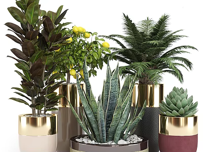 Bonsai and Potted Plants Collection with Lemon Tree Palm Aloe and Succulents in Modern Pots 3d model