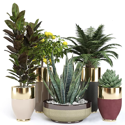 Bonsai and Potted Plants Collection with Lemon Tree Palm Aloe and Succulents in Modern Pots 3d model