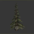 Evergreen Pine Tree And Natural Stones With Various Sizes And Green Foliage