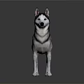 Realistic Siberian Husky 3D Model in Standing Pose on Dark Reflective Background 3d model