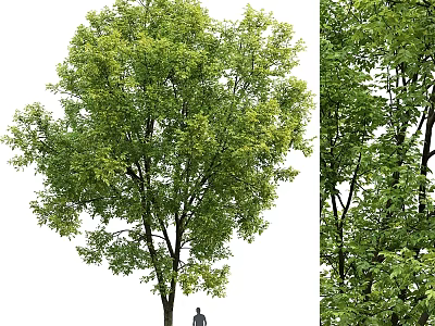 Decorative Tree Ornaments Set With Green Branches And Leaves For Home 3d model