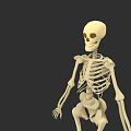 3D Skeleton Character Model for Animated Game and Movie Roles