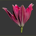 Pink Lily Flower With White Edged Petals And Yellow Stamens On Dark Background With Reflection