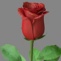 Beautiful Red Rose With Green Stem And Leaves On Gray Background