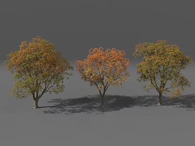 Three Arbor Trees with Colorful Autumn Foliage Orange Yellow Green Leaves and Ground Shadows 3d model