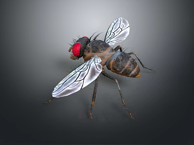 Modern fly insect cartoon fly fly animation fly 3d model Modern fly insect cartoon fly fly animation fly 3d model