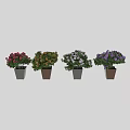 Bonsai Potted Plants With Pink Yellow White Purple Flowers In Gray And Brown Pots