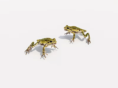 Two Green Yellow Frogs Standing On White Background With Natural Postures 3d model