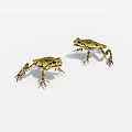 Two Green Yellow Frogs Standing On White Background With Natural Postures