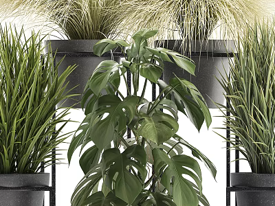 Indoor Potted Plants Display with Monstera and Grasses in Black Pots on Metal Stand 3d model