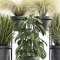 Indoor Potted Plants Display with Monstera and Grasses in Black Pots on Metal Stand