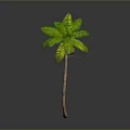 Tall Curved Palm Tree With Green Leaves And Brown Trunk On Gray Background
