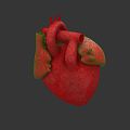 The modern human heart. 3d model