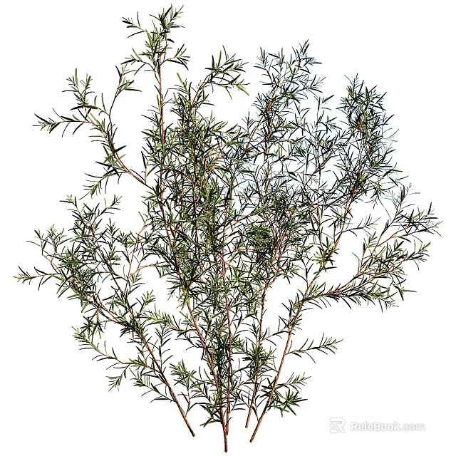 Fresh Rosemary Herb Plant With Aromatic Green Needle Like Foliage And Stems 3d model 