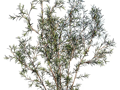 Fresh Rosemary Herb Plant With Aromatic Green Needle Like Foliage And Stems 3d model