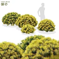 Various Green And Yellow Rounded Bushy Shrubs With Dense Leafy Foliage