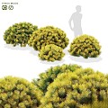 Modern Shrub Shrub Taxus 3d model