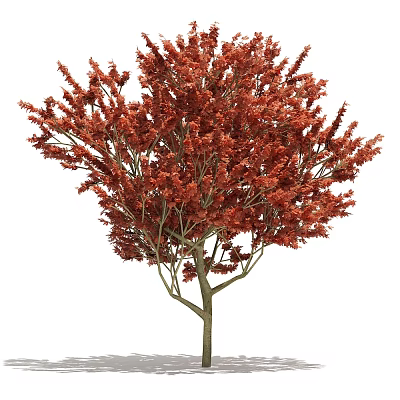 Deciduous Tree With Red Leaves And Lush Foliage And Slender Trunk 3d model