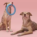 Two Dogs Playing with Blue Ring Toy Sitting and Lying on Pink Background