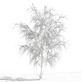 Snow Covered Birch Tree With White Branches Against Blue Sky And Clouds 3d model