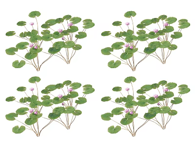 Aquatic Plants With Round Green Leaves Pink Small Flowers And Clustered Growth Habit 3d model