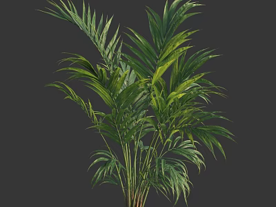Lush Green Shrub With Long Tropical Leaves And Dense Foliage For Garden 3d model