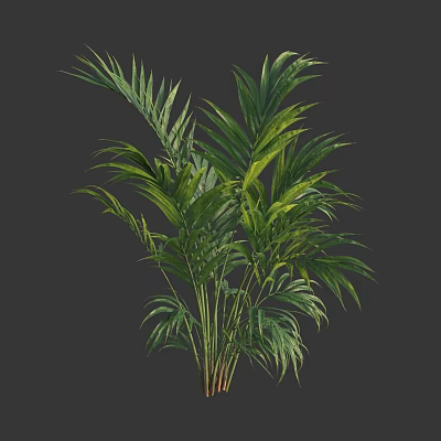 Lush Green Shrub With Long Tropical Leaves And Dense Foliage For Garden 3d model