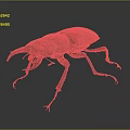 Modern dung beetles 3d model