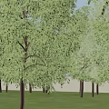 Urban Road Facilities With Traffic Lanes Crosswalk Green Trees And Buildings