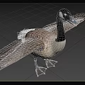 Canada Goose Aquatic Bird Standing With Spread Wings On Grassy Field And Trees Background